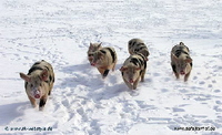 Bunte Bentheimer Schweine Bunte Bentheimer Schweine
