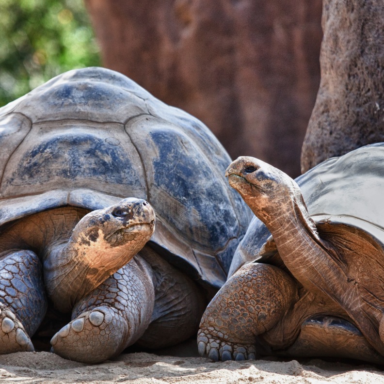 Schildkröten - Kontakt zum Leben nach Isolation durch Trauma Schildkröten - Kontakt zum Leben nach Isolation durch Trauma