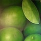 Limetten II, 100 x 80 cm, Öl auf Leinwand, 2007