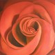 Rose, 60 x 80 cm, Öl auf Leinwand, 2005