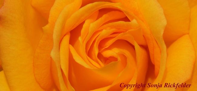 Copyright Sonja Rickfelder Copyright Sonja Rickfelder
