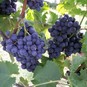 Spaziergang durch die Weinberge Neckarsulm (2006)