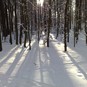 Winterspaziergang im Kurwald Bad Lippspringe 2008