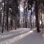 Winterspaziergang im Kurwald Bad Lippspringe 2008