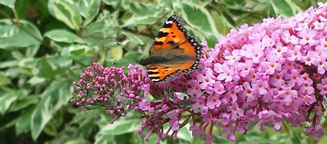 "Butterfly"