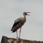 Jeder vierte Storch weltweit ist ein/e Pol/in