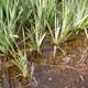 Wasseraufbereitung / überstauter Bodenfilter