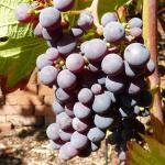 Cabernet cortis benötigt noch etwas Zeit bis zur Reife