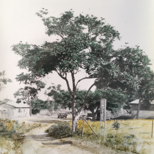 Africaanse   (1979)   black and white photography l colourised with egg-white lasures l  12x9 cm	         