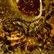 173 Gold Schatz