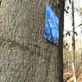  Schlosswald-Ausstellung © CarolaSchaal