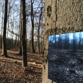  Schlosswald-Ausstellung © CarolaSchaal