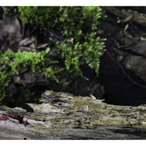 2024-03-21 (solange ich Menstruationsblut produziere, arbeite ich damit) Serie Stolpe - techn. Support Richard Stöhr