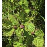 2024-05-05 (solange ich Menstruationsblut produziere, arbeite ich damit) Serie oh team Stuttgart die Menstruationsbeeren- techn. Support Richard Stöhr