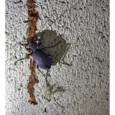 2024-05-26 (solange ich Menstruationsblut produziere, arbeite ich damit) Serie Velebit Kroatien - techn. Support Richard Stöhr