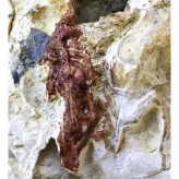 2024-06-16 (solange ich Menstruationsblut produziere, arbeite ich damit) Serie Ohrid See Nordmazedonien - techn. Support Richard Stöhr