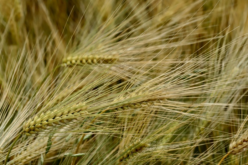 ERNTESCHNITT