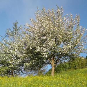 Apfelbäume in Blüte