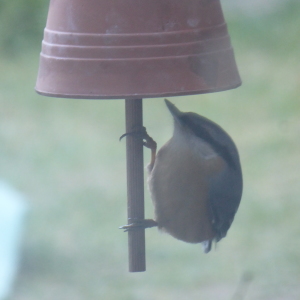 Besuch am Futterhaus (Kleiber)