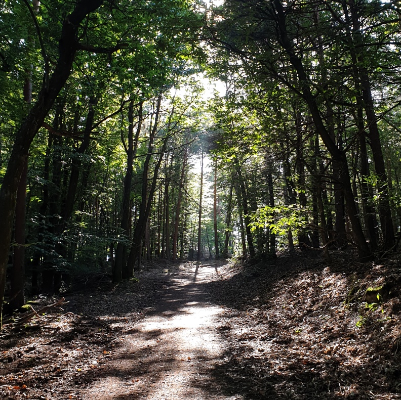 Finde deinen Weg * 1:1 Coaching/Mentoring